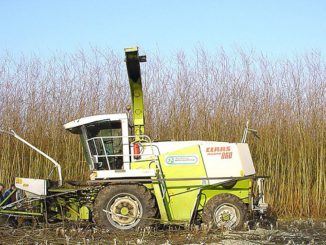 Kurzumtriebsplantage: das Holz wird gehäckselt und als Brennstoff für Heizungen verwendet. Die Ernte erfolgt meist einmal jährlich. Foto: Lamiot / Wikimedia / Lizenz unter CC BY-SA 3.0