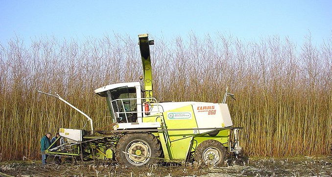 1024px-TCR_récolteuse_profil_p Kurzumtriebsplantage: das Holz wird gehäckselt und als Brennstoff für Heizungen verwendet. Die Ernte erfolgt meist einmal jährlich. Foto: Lamiot / Wikimedia / Lizenz unter CC BY-SA 3.0
