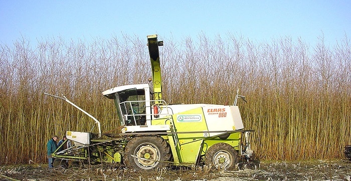Kurzumtriebsplantage: das Holz wird gehäckselt und als Brennstoff für Heizungen verwendet. Die Ernte erfolgt meist einmal jährlich. Foto: Lamiot / Wikimedia / Lizenz unter CC BY-SA 3.0
