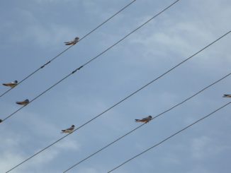 Stromleitung, Netzausbau, EEG 2016,Netzentgelte, BNetzA, EVU, Netzbetreiber