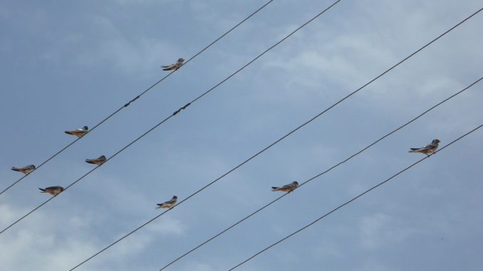 swallows-374066_1920 Stromleitung, Netzausbau, EEG 2016,Netzentgelte, BNetzA, EVU, Netzbetreiber