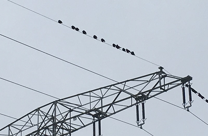 Krähen auf Mast, Redispatch, BNetzA, Systemdienstleistung