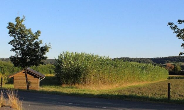 Kurzumtriebsplantagen, wie hier am Firmengelände von Viessmann, brauchen ein langfristiges Investment und kontinuierliche Abnahme der daraus produzierten Holzhackschnitzel. Diese wiederum haben geringere Schadstoffe als "normales" Brennholz. Foto: Urbansky