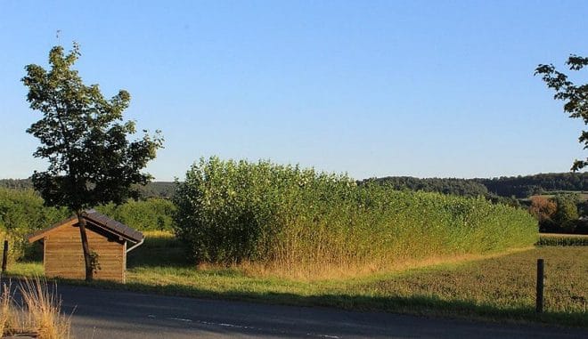 4by3 Kurzumtriebsplantagen, wie hier am Firmengelände von Viessmann, brauchen ein langfristiges Investment und kontinuierliche Abnahme der daraus produzierten Holzhackschnitzel. Diese wiederum haben geringere Schadstoffe als "normales" Brennholz. Foto: Urbansky