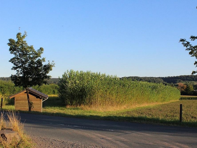 Kurzumtriebsplantagen, wie hier am Firmengelände von Viessmann, brauchen ein langfristiges Investment und kontinuierliche Abnahme der daraus produzierten Holzhackschnitzel. Diese wiederum haben geringere Schadstoffe als "normales" Brennholz. Foto: Urbansky
