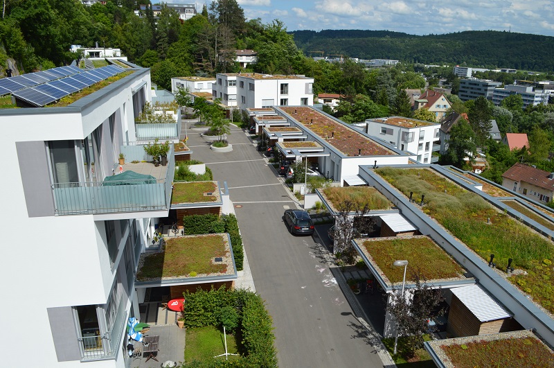 Extensivbegrünungen stellen wenig Anspruch an die Pflege und nutzen niedrigwachsende und sich selbst erhaltende Pflanzen. Foto: Gunter Mann/FBB