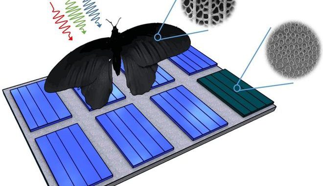 4by3 Darstellung der Nano-Schmetterlings-PV-Struktur anhand des natürlichen Vorbildes Pachliopta aristolochiae. Grafik: Radwanul H. Siddique, KIT / CalTech