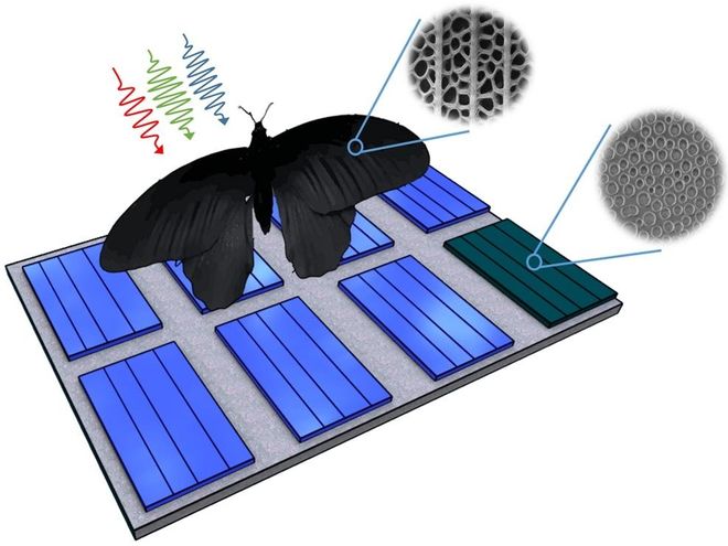 Darstellung der Nano-Schmetterlings-PV-Struktur anhand des natürlichen Vorbildes Pachliopta aristolochiae. Grafik: Radwanul H. Siddique, KIT / CalTech