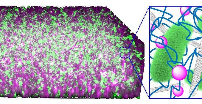 2020_033_Neues Materialsystem mit stromproduzierenden Bakterien