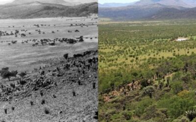 Holz aus Namibia für Hamburger Heizkraftwerk