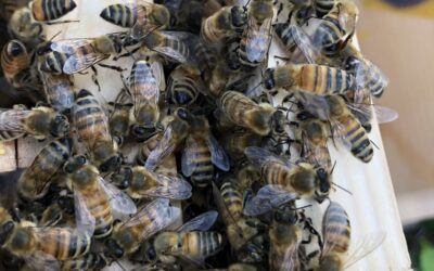 Politik will Rückgang der Arten­vielfalt stoppen