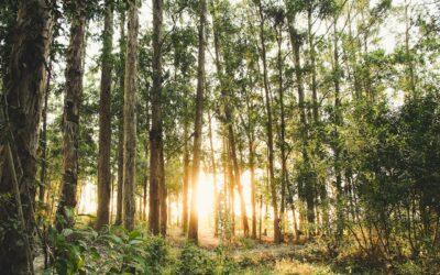 Natur­schutz im Hier und Jetzt: Lokale Projekte mit lang­fris­tiger Wirkung