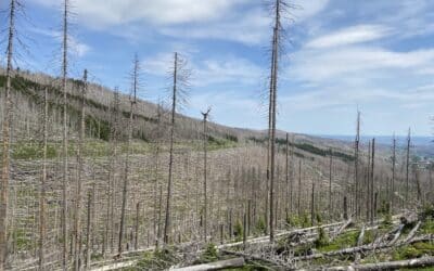 COP28 startet zwischen Kritik und globalem Ausgleich