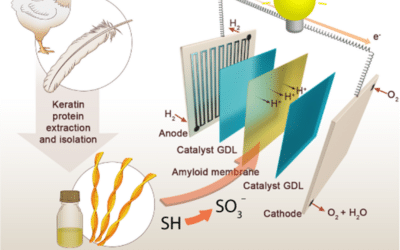 Hühner­federn könnten Brenn­stoff­zellen umwelt­freundlich antreiben
