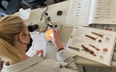 Pesti­zid­be­lastung in Fließ­ge­wässern schädigen Wirbellose