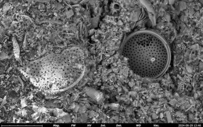 Solar­zellen aus fossilen Algen