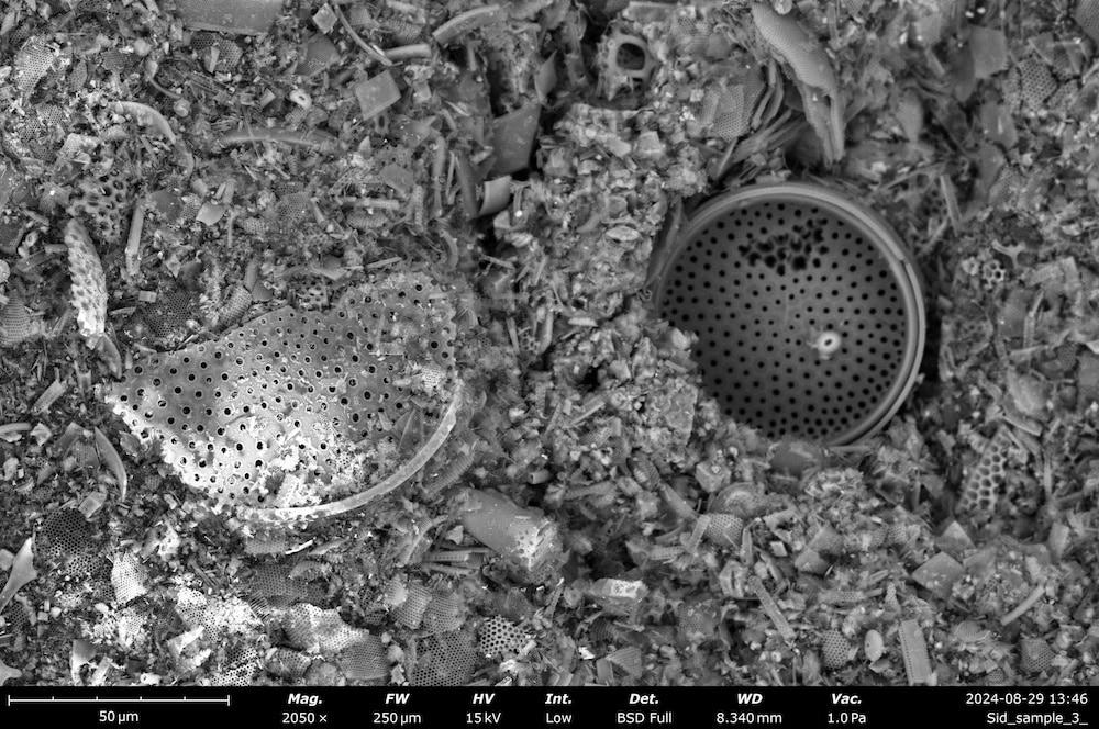 Solar­zellen aus fossilen Algen