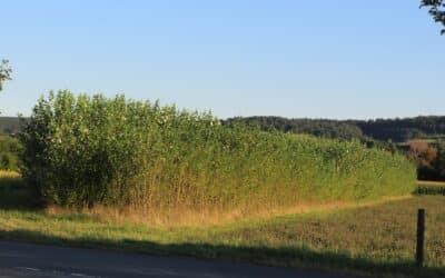 Biomasse nur bedingt zur CO2-​Abscheidung geeignet