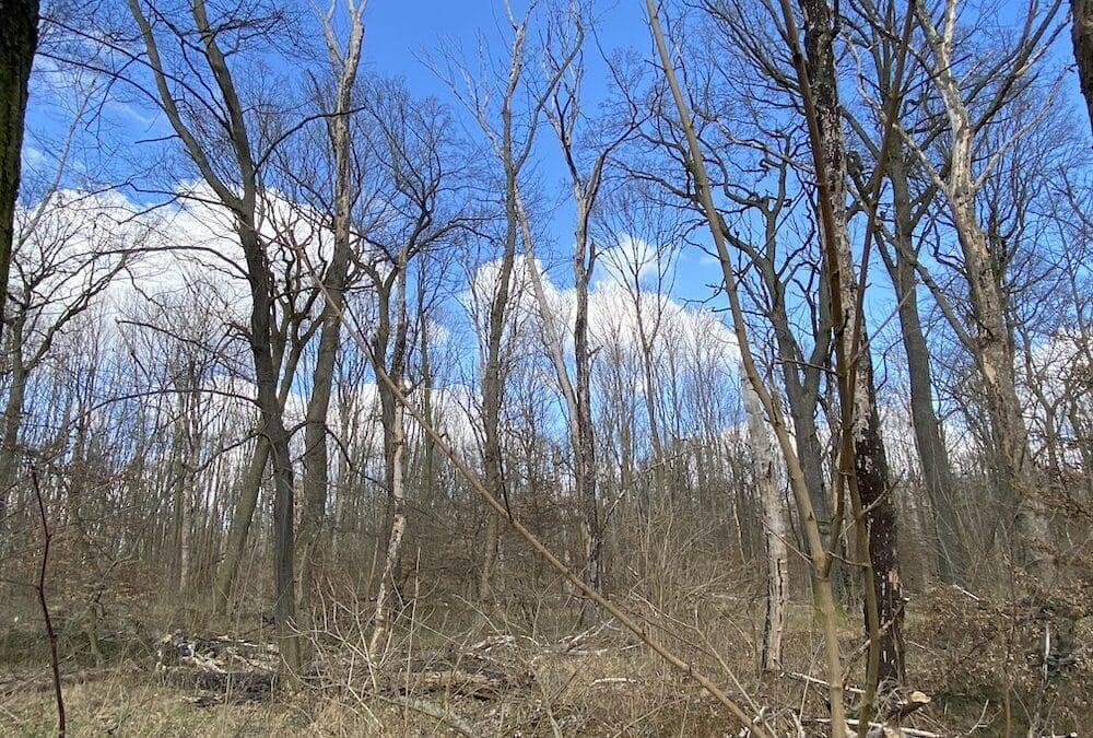 Wälder könnten als Klima­schützer versagen