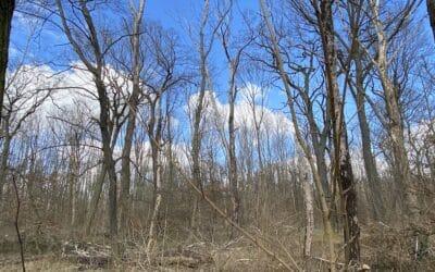 Wälder könnten als Klima­schützer versagen