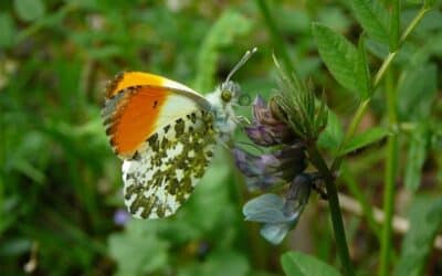 20&nbsp;Jahre ehren­amt­liches Zählen von Tagfaltern