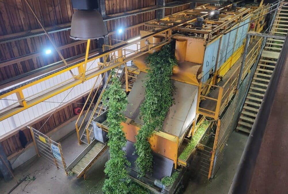 Wie man Hopfen klima­ge­recht trocknet