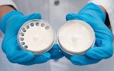 Leben­diges Pilz­ma­terial für Faserverbundstoffe