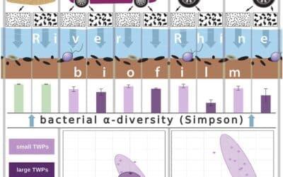 Reifen­abrieb verändert mikro­bielles Leben