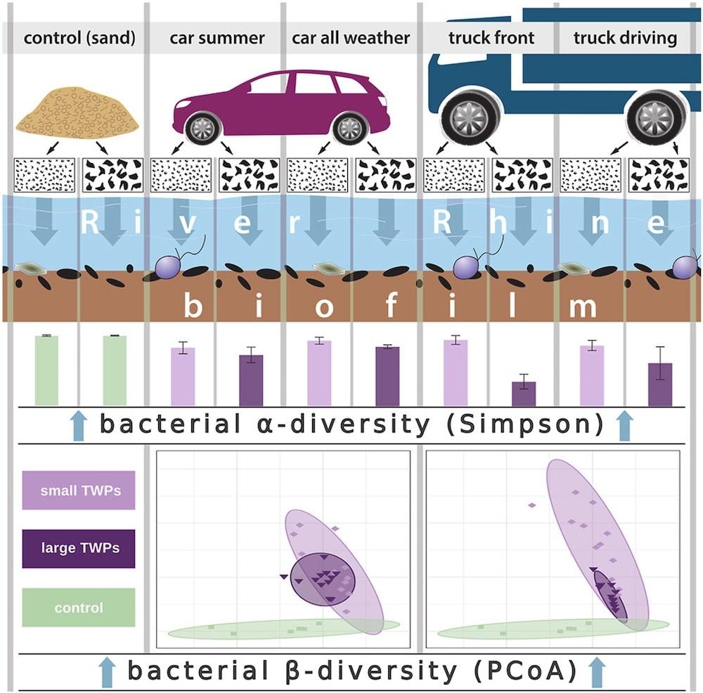 Reifenabrieb von Pkw- und Lkw-Reifen wurde vier Wochen im Rhein exponiert. Biofilme zeigten eine geringere bakterielle Diversität gegenüber der Sandkontrolle – besonders große Partikel veränderten die mikrobielle Gemeinschaft am stärksten. Grafik: Dana Bludau, Sophie Volkenandt, Julian Wagenhofer, Frank Nitsche, Jens Boenigk