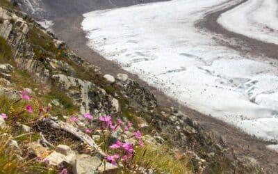 Wie die Stein­nelke dem Klima­wandel trotzen könnte