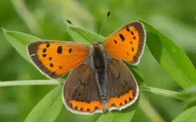 Grün­land­schmet­ter­linge als Seis­mograf der Agrarlandschaft